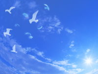 �싅�����|�C���g�u��